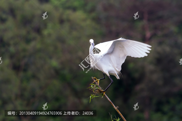枝頭舞蹈,白鷺百態(tài)