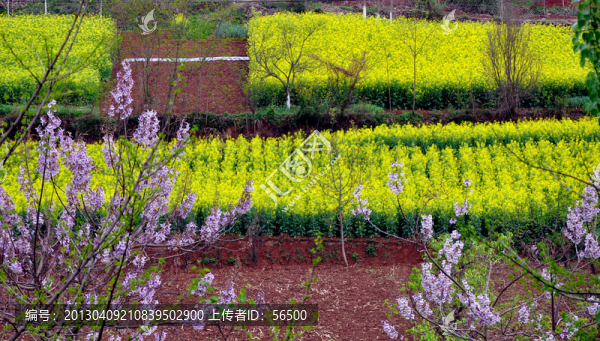 油菜花