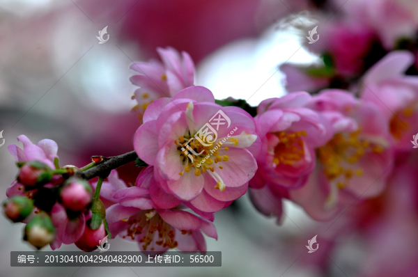 櫻花