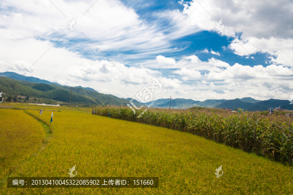 麥田
