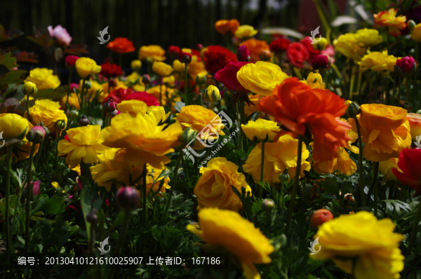 花毛茛