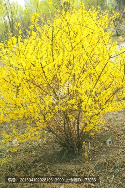 迎春花樹