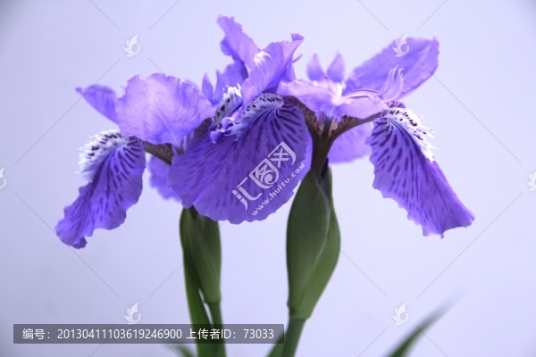 高清鳶尾花
