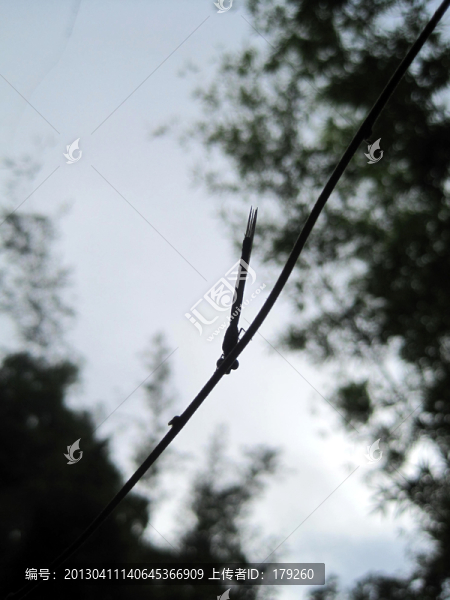 蜻蜓,樹枝剪影