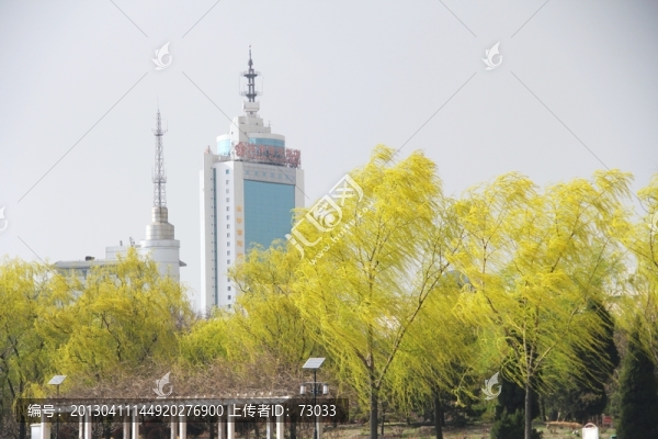 柳樹與建筑