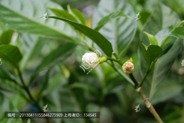 梔子花