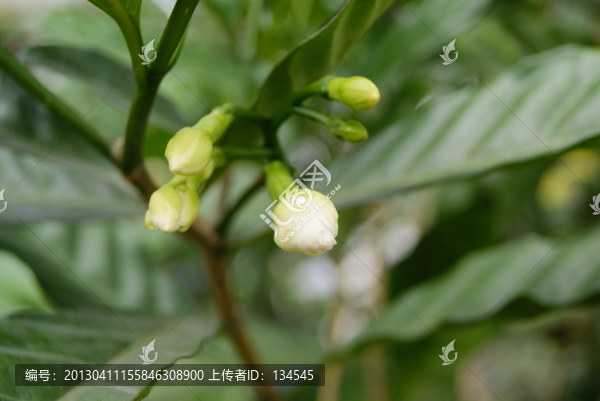 梔子花