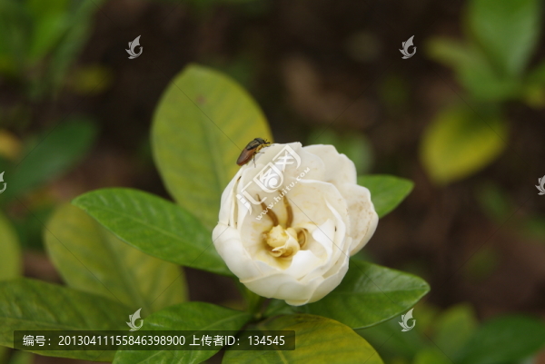 梔子花
