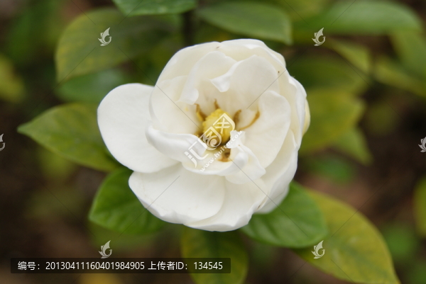 梔子花