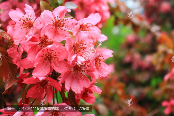 海棠花