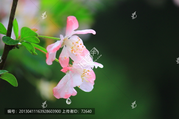海棠花