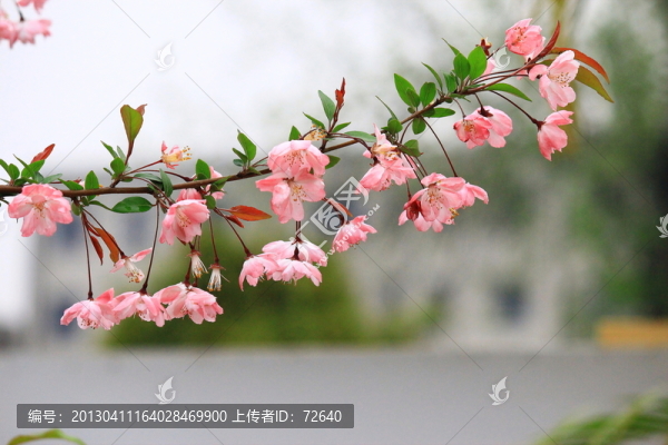 海棠花