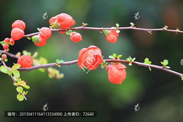 海棠