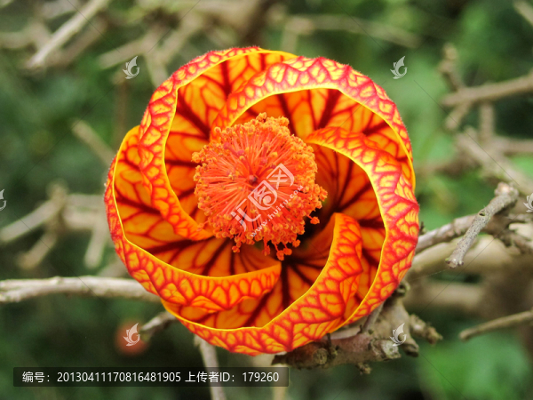 樹枝和花