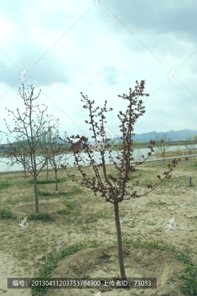 植樹節(jié)新栽的樹