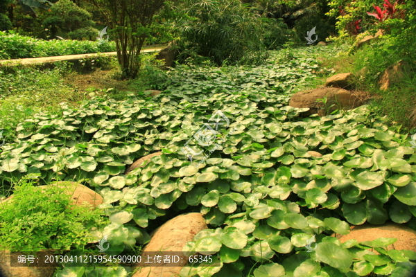 廣西藥用植物園草部荷塘