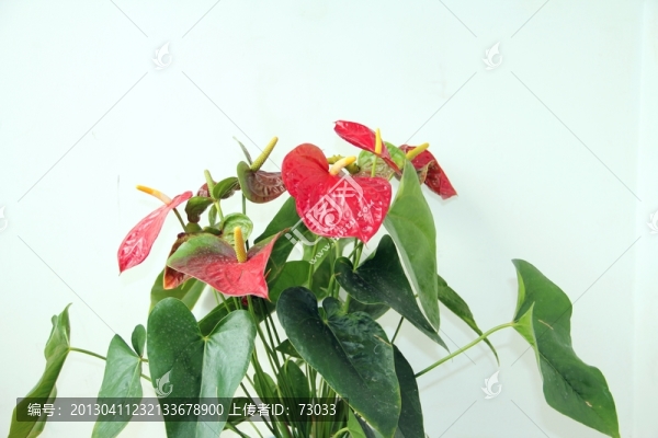 火鶴,紅掌花