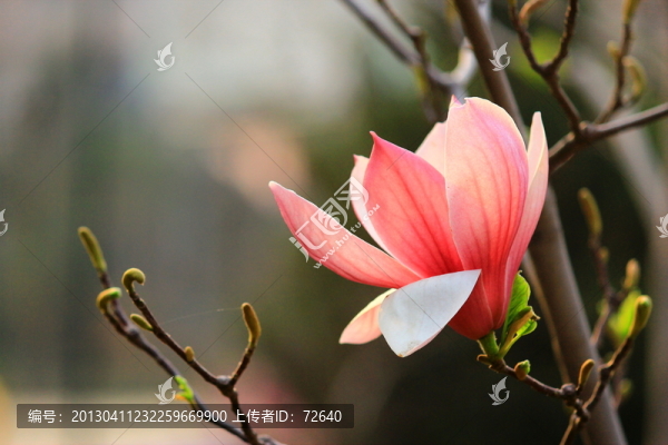 玉蘭花開