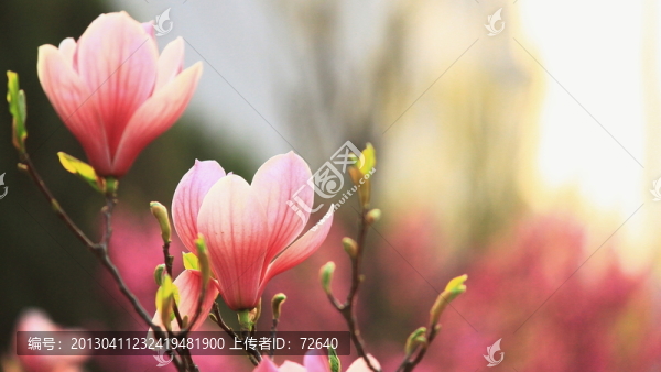玉蘭花開
