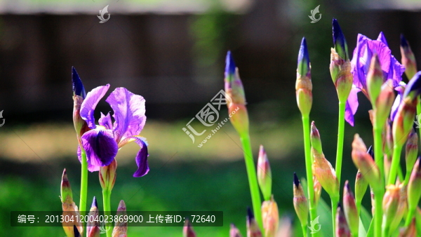 鳶尾花