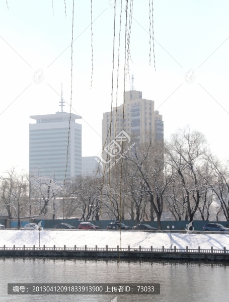 雪景洋槐樹