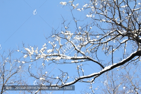雪景洋槐枝