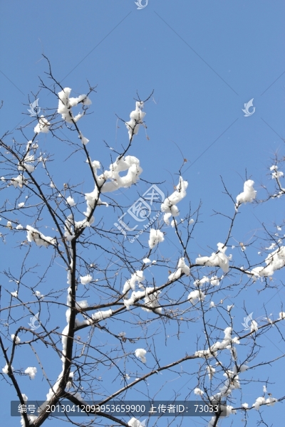 雪景洋槐枝