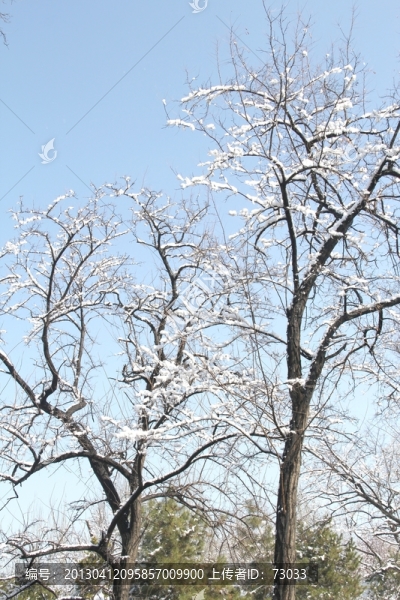 雪景洋槐枝