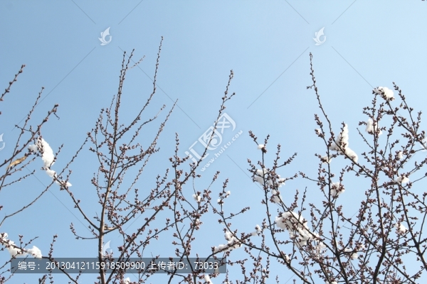 桃花枝