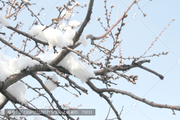 雪壓桃花枝