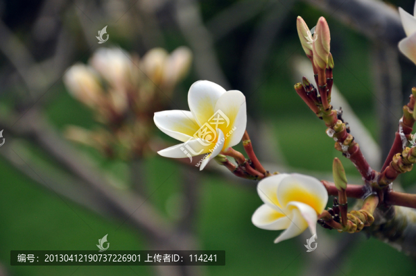 花朵,雞蛋花