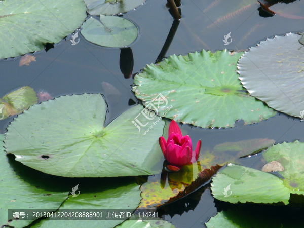蓮花