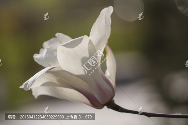白色玉蘭花