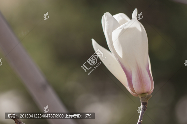 花苞