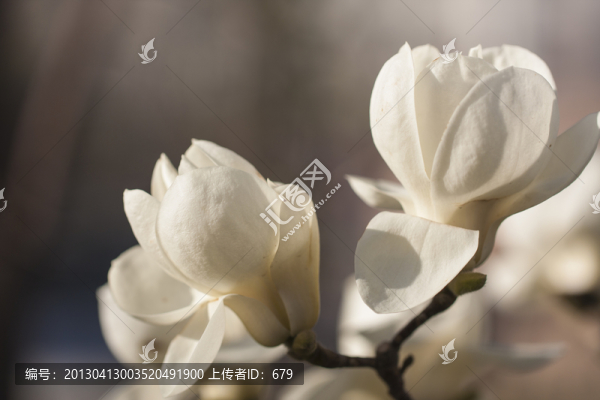 玉蘭花
