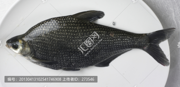 邊魚(yú)