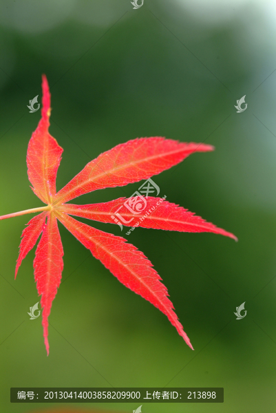 紅葉