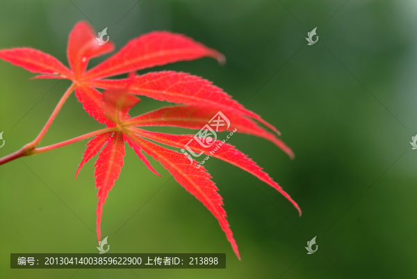紅色樹葉
