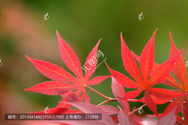 紅葉