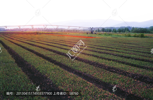 苗圃育苗