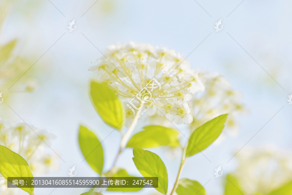 小花