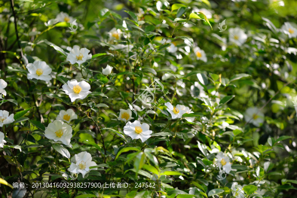 山花