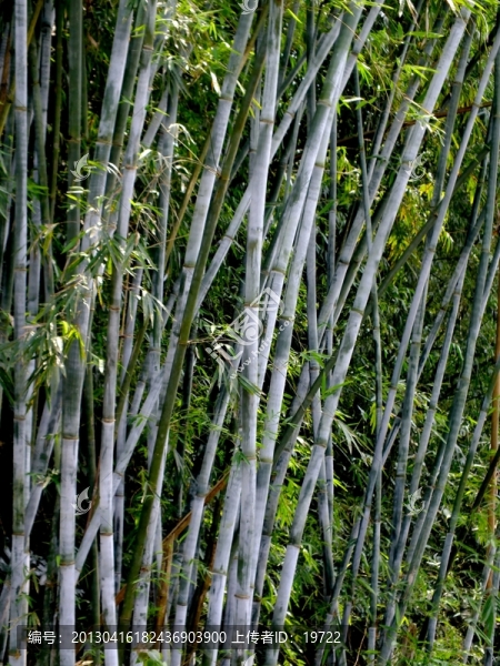 竹林