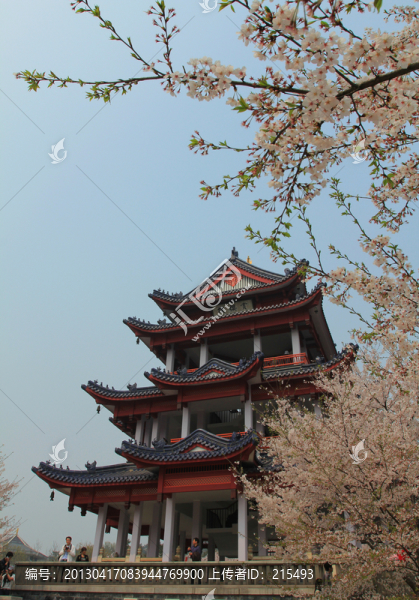無錫望櫻樓,櫻花