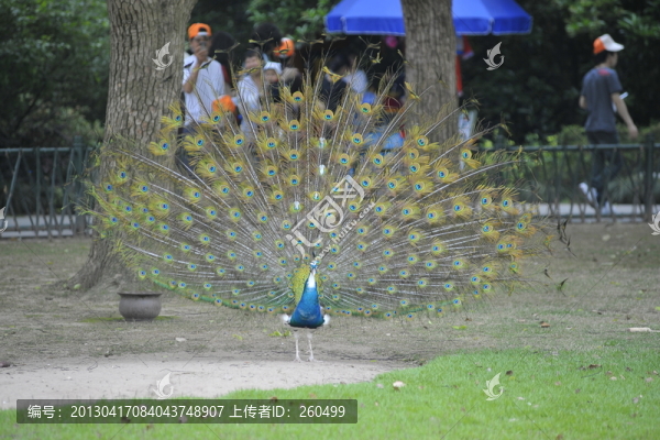 孔雀,開屏