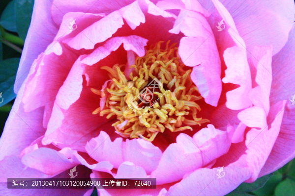 牡丹花
