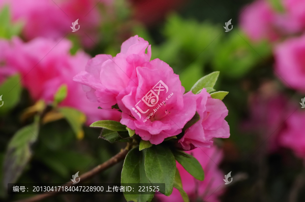 春娟