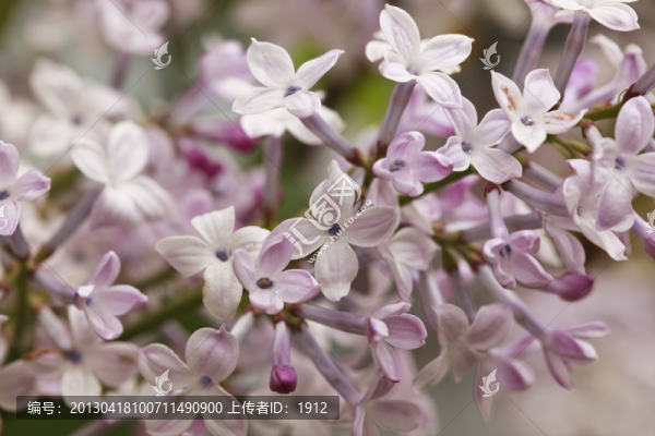 紫花