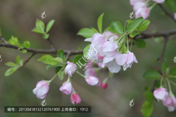 蘋果花