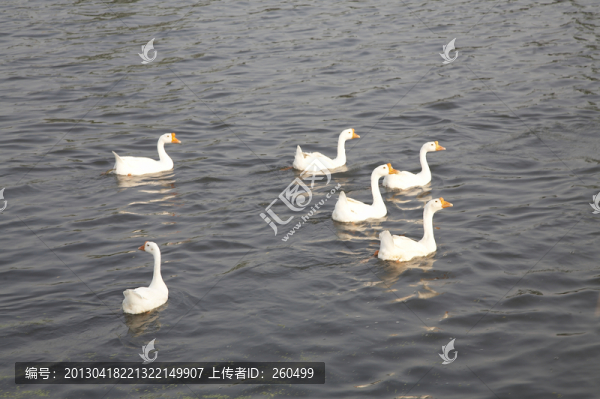 鵝